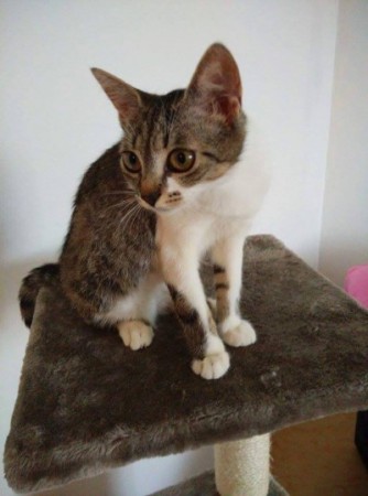 Lucinka