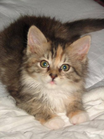 Elza