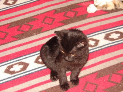 Toby
