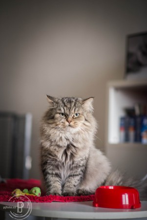 Armi
