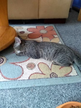 Vojta